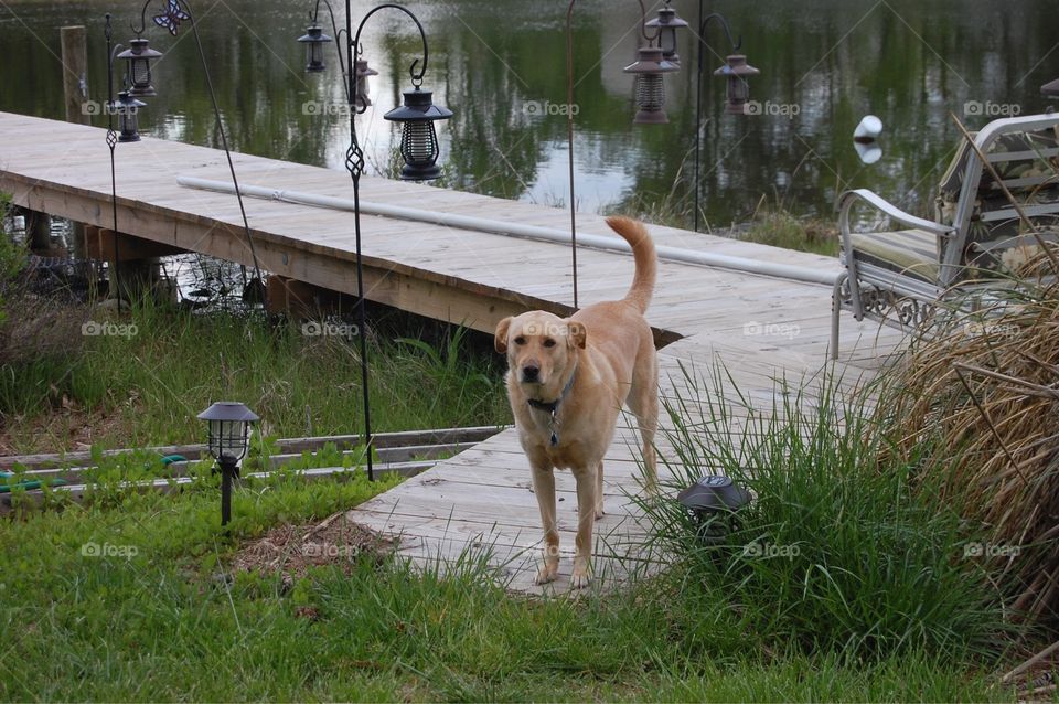 Sweet lab mix puppy on the dock