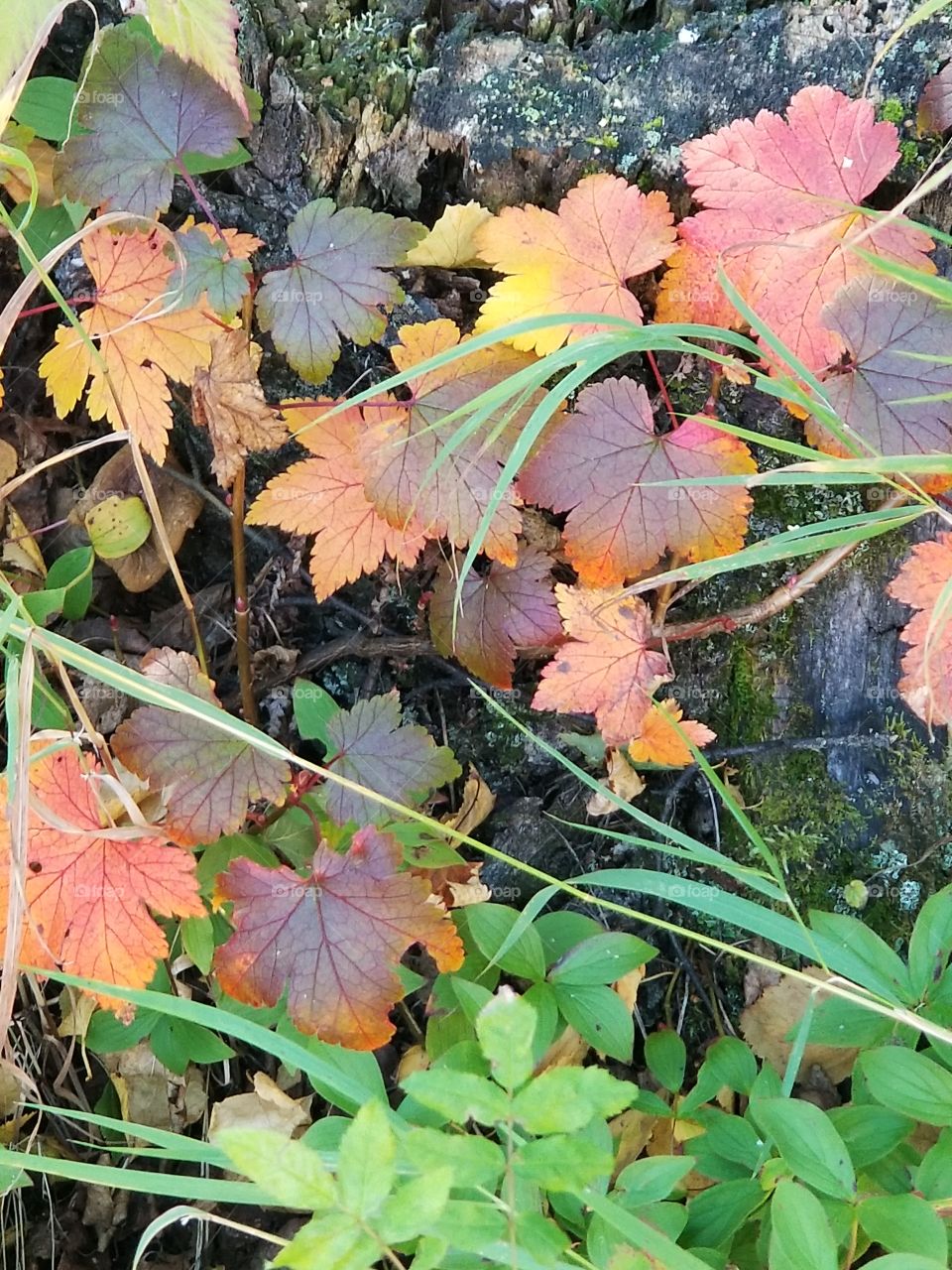 Currant leaves in Autumn