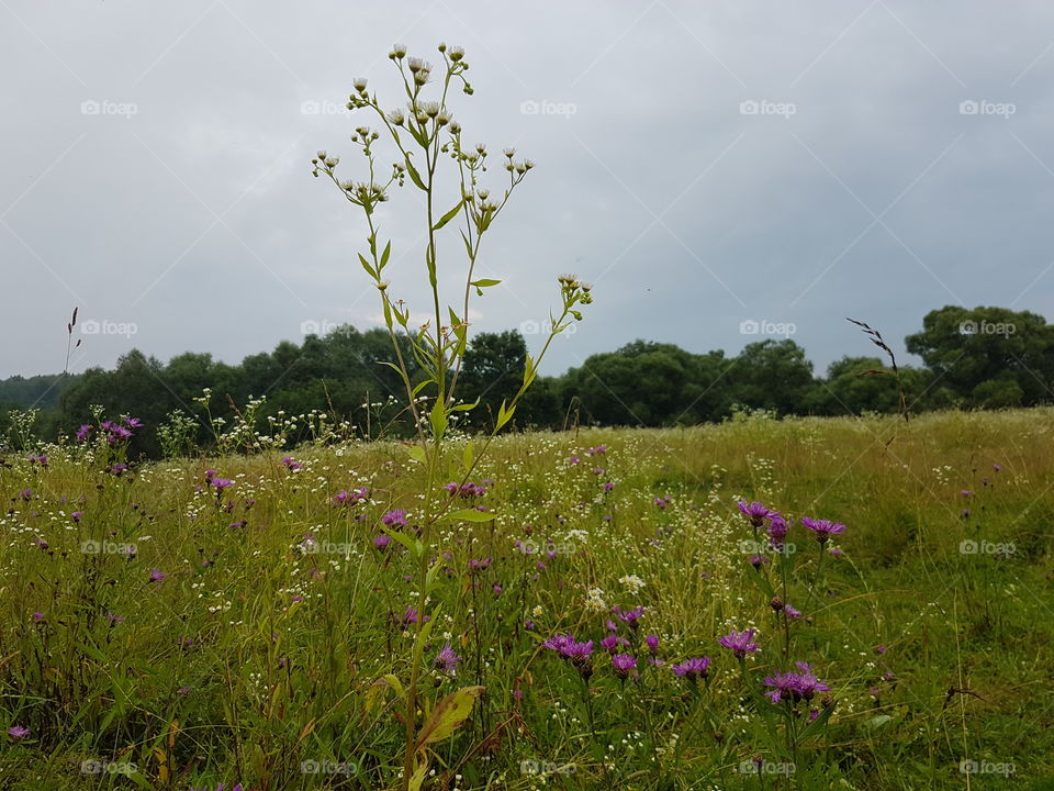 Cropland