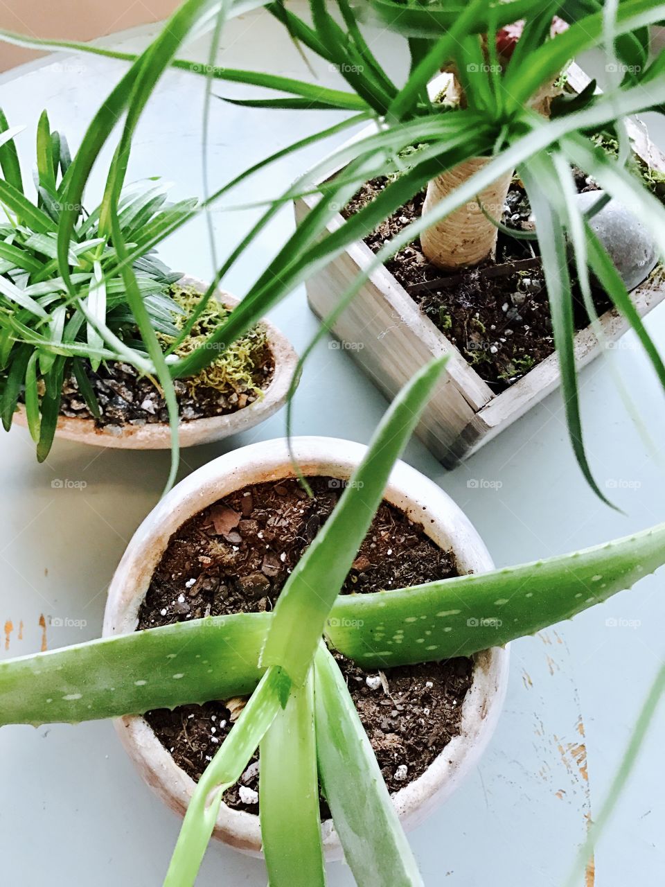 Plants on a Table