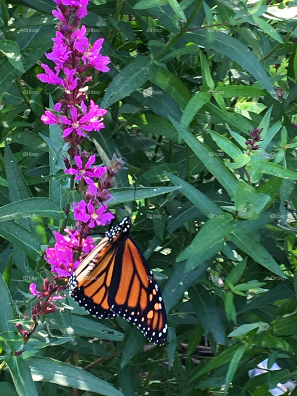 Orange monarch butterfly 