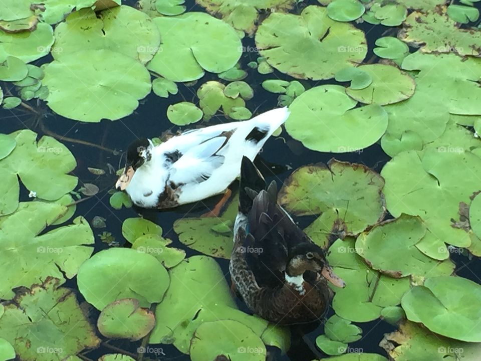 Ducks in Lilly pads