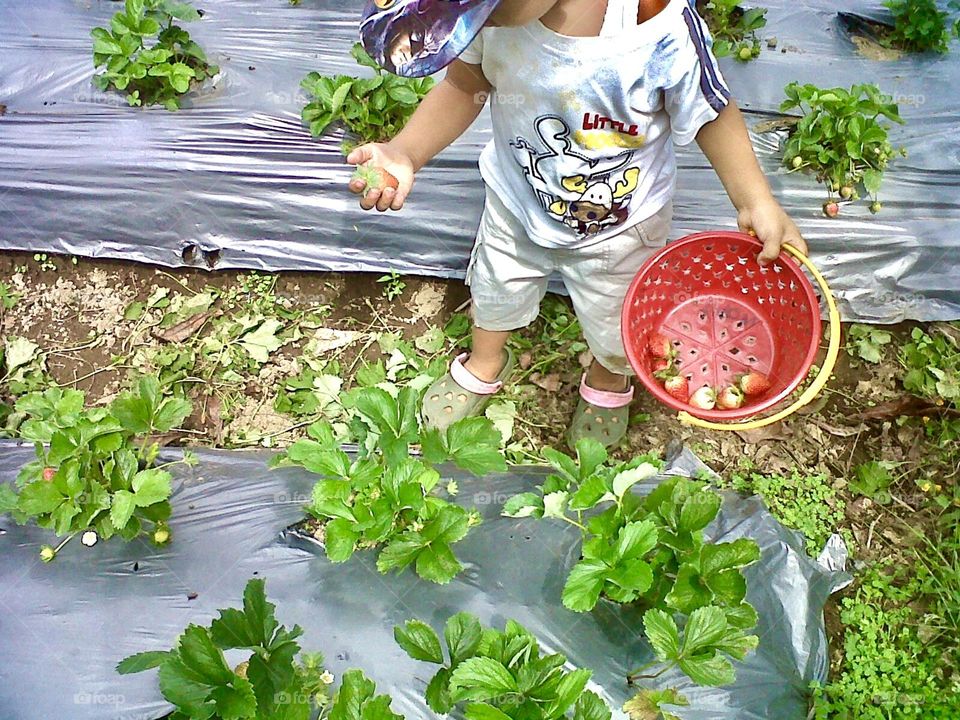 Picking Strawberries