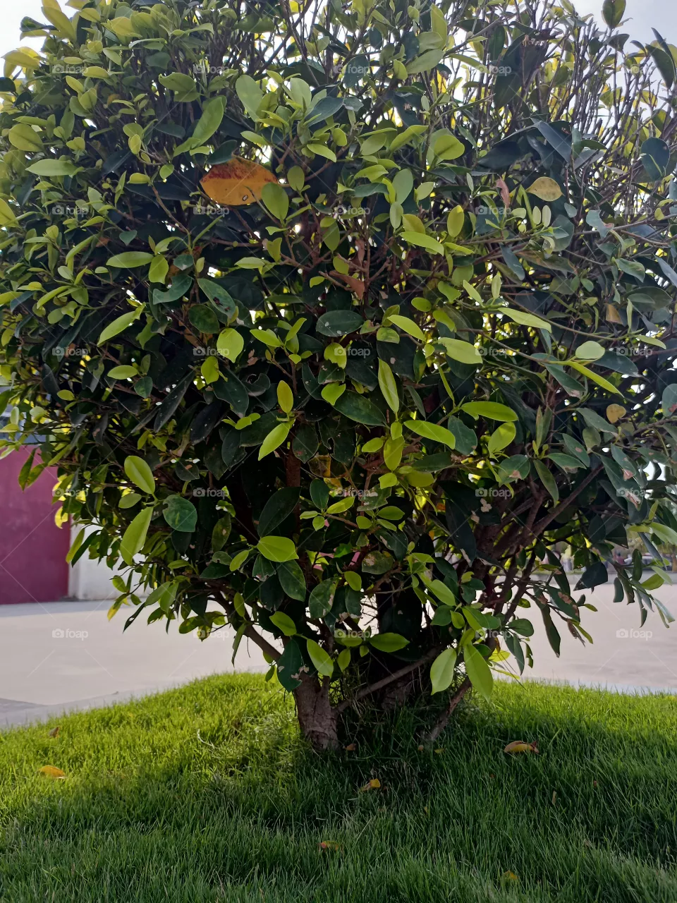 beautiful tree