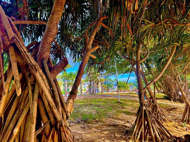 Palm roots in colour AMR Wozko