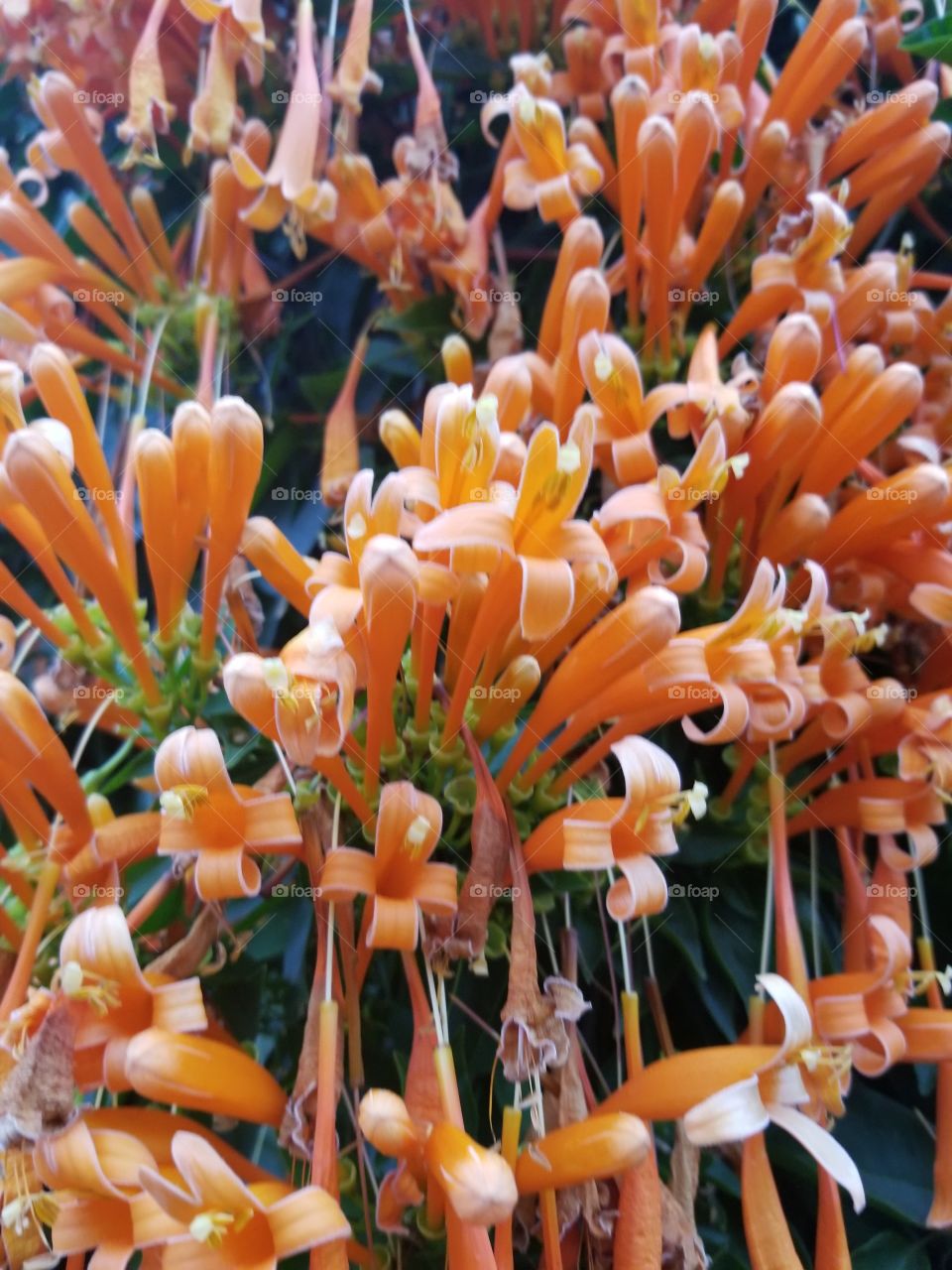 More orange flowers.