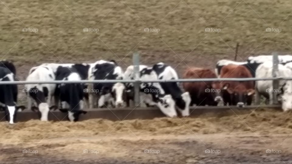 Early Spring Rainy Day