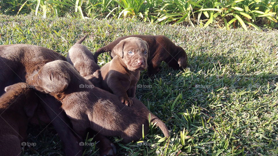 puppies. litle puppies