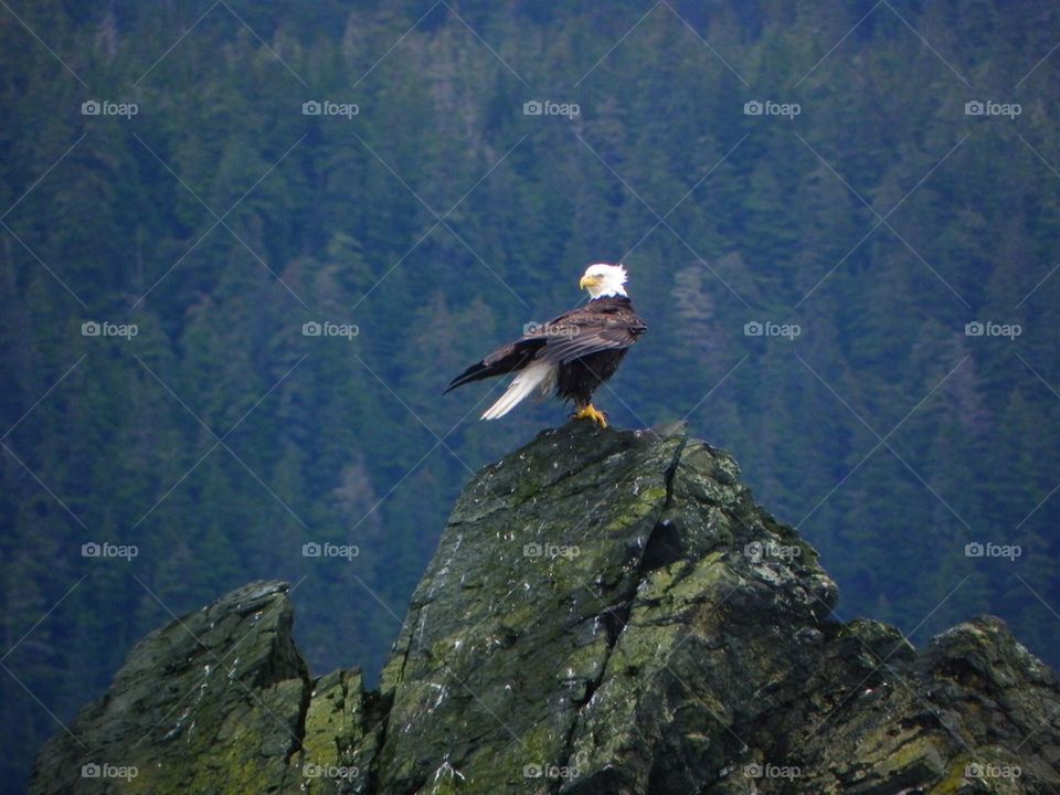 Bald Eagle