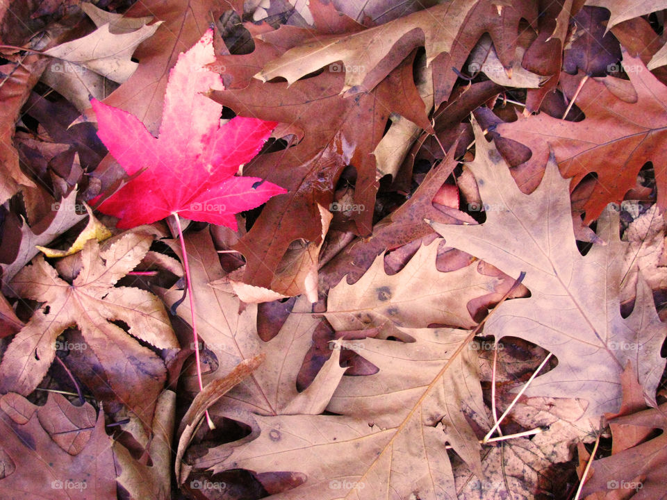 red leaf