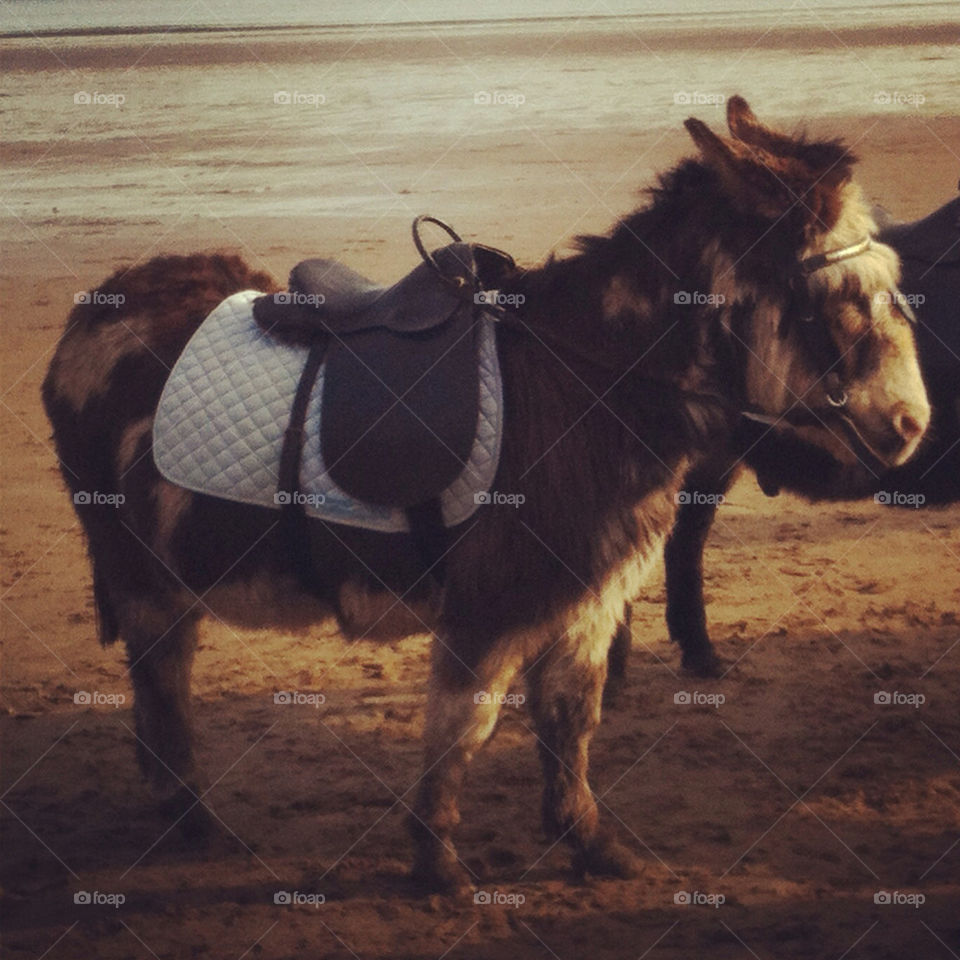 Blackpool donkey