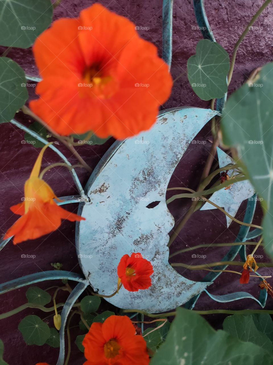 flowers and the moon