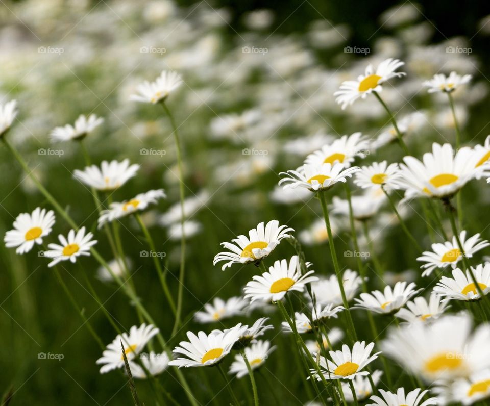 Daisy flowers in the grass. Slovakia