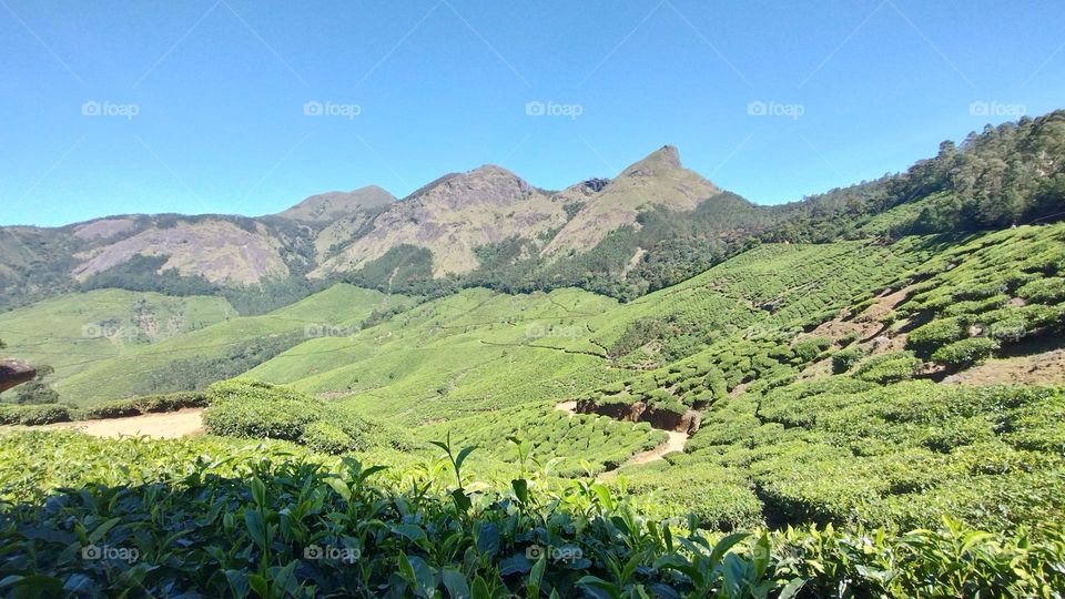 "Nature is pleased with simplicity." 