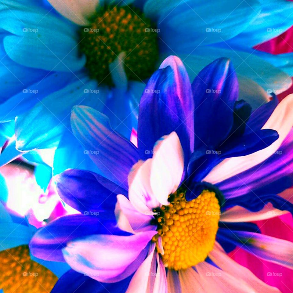 Flower, Nature, Summer, Flora, Color