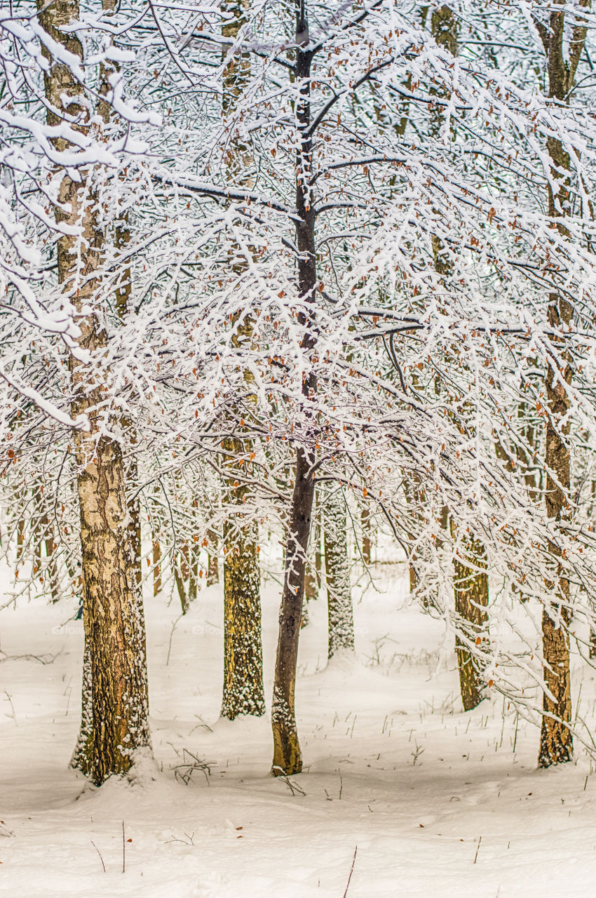 Forest in every season