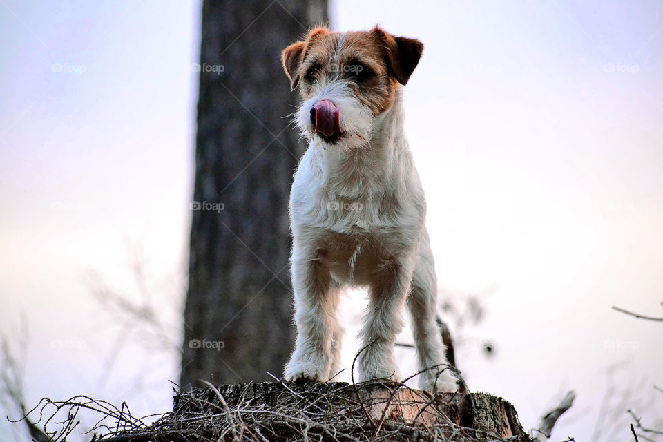 Terrier watching his pack