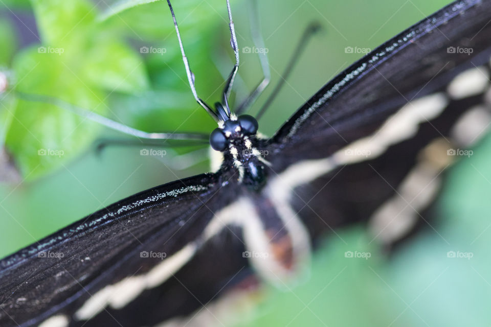 Beautiful Butterfly