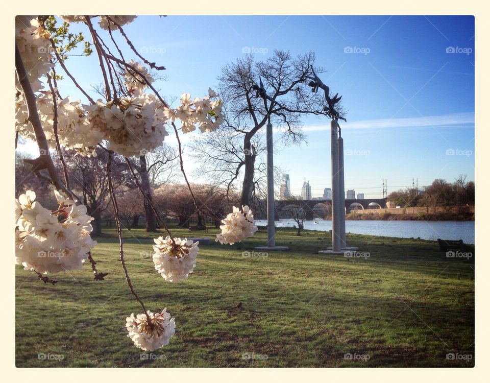 Kelly Drive in bloom