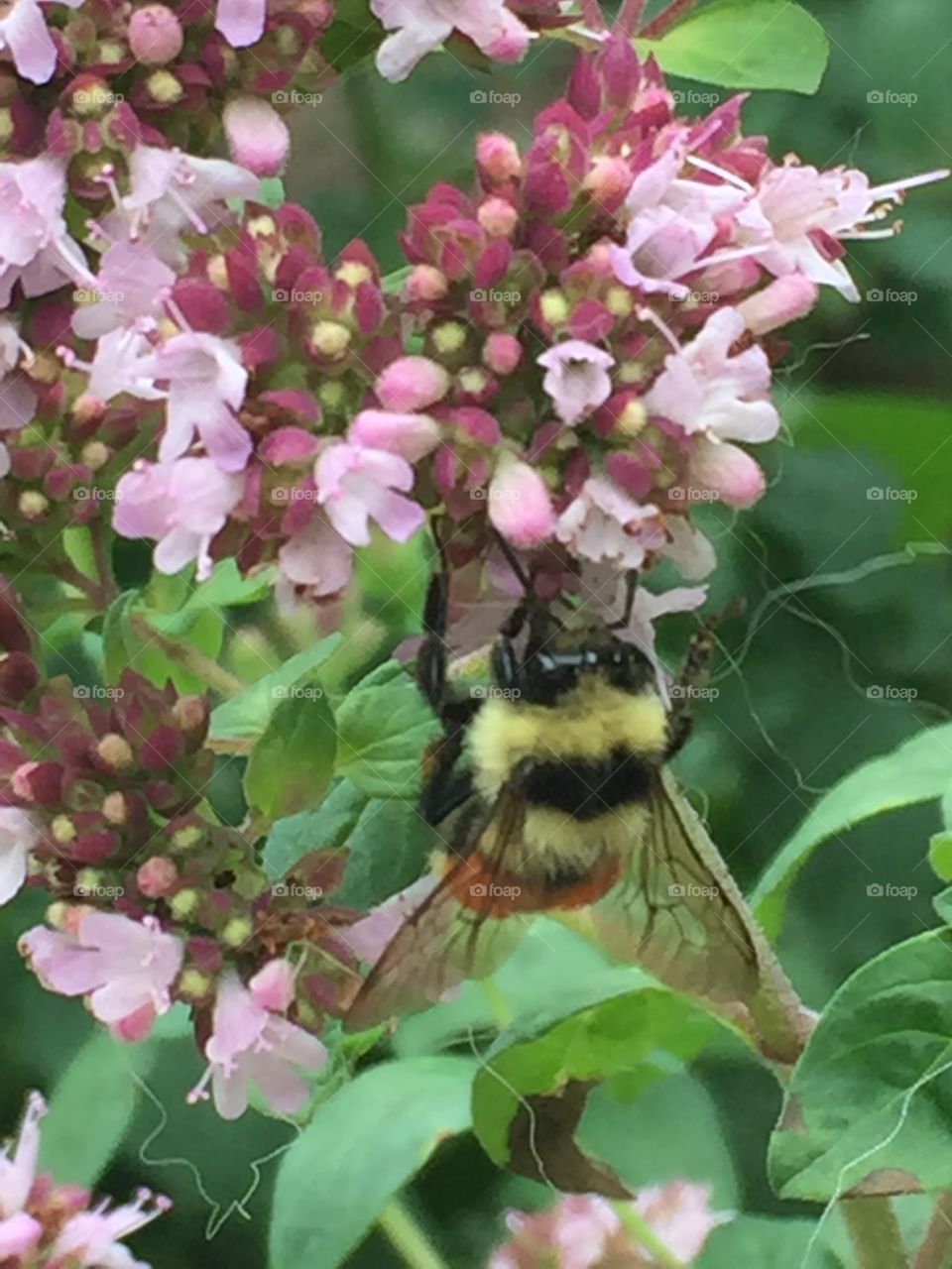 Bee on bee balm
