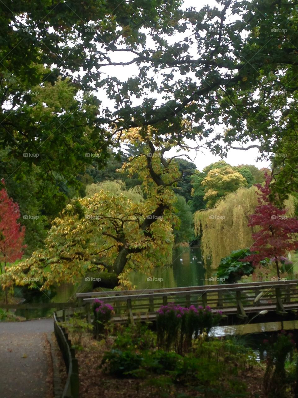 Trees in every colour