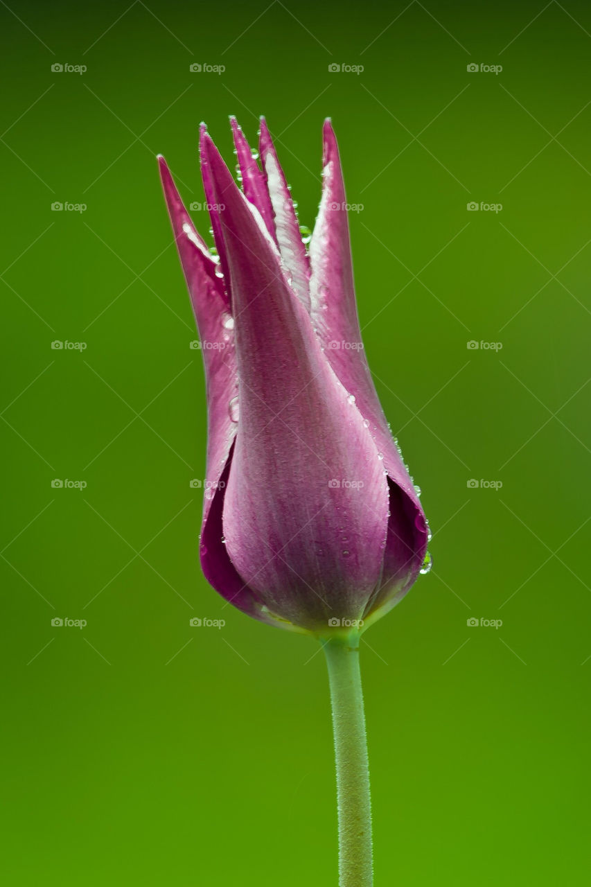 tulip by stefanzander