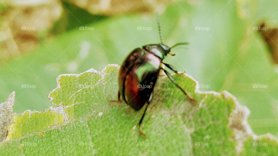 Leaf beetle