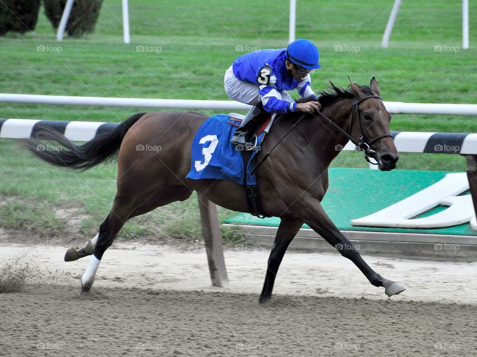 Libreta Godolphin Stables. Libreta, a fast flying filly from the Godolphin stables breaks her maiden at Belmont Park. 
Zazzle.com/Fleetphoto 