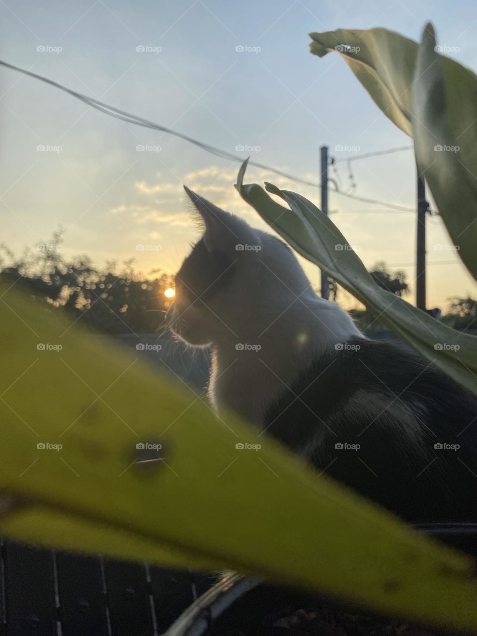 Cat watching the sunset