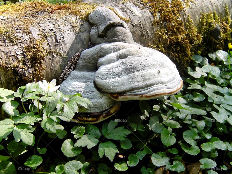 Old log with fungus