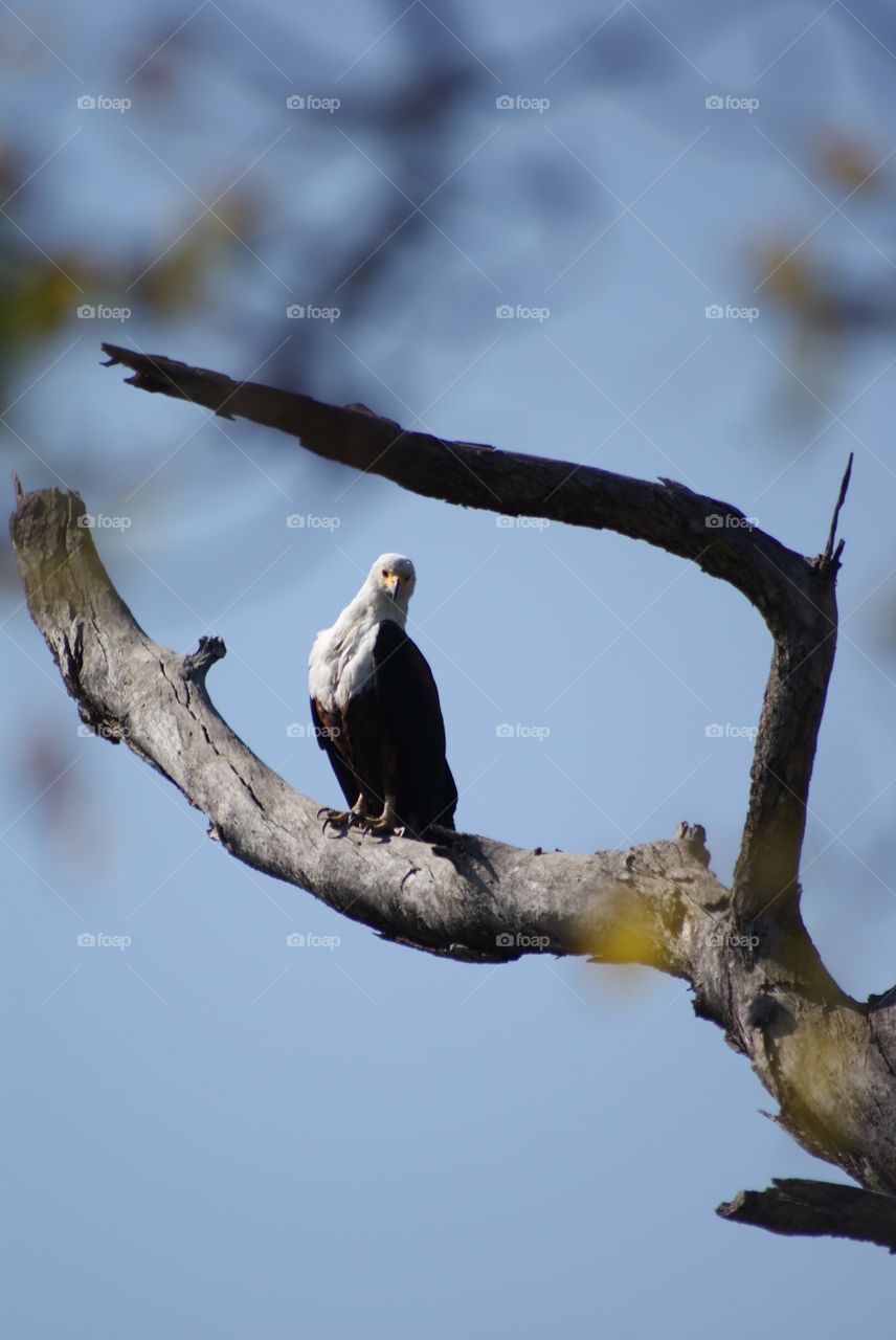 Fish eagle 