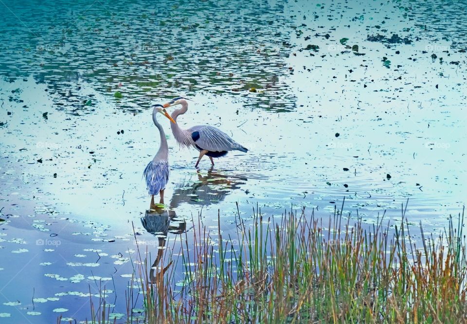 Great Blue Heron couple at dusk.