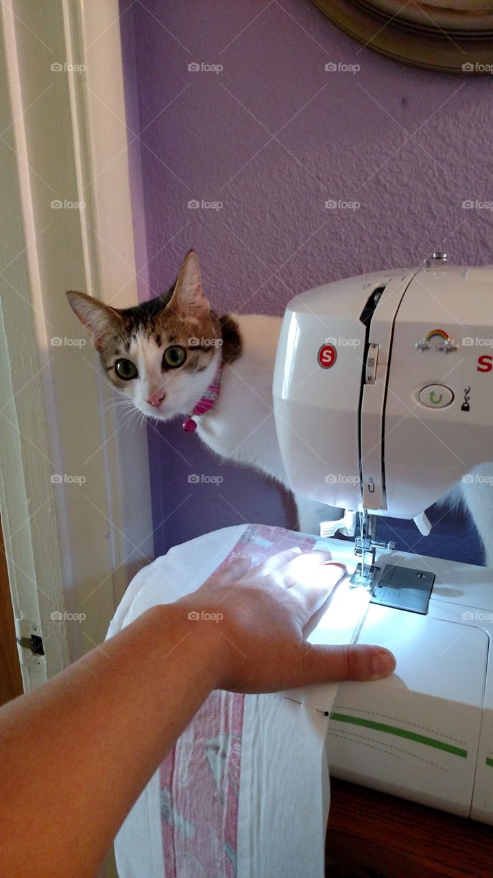 cat sewing