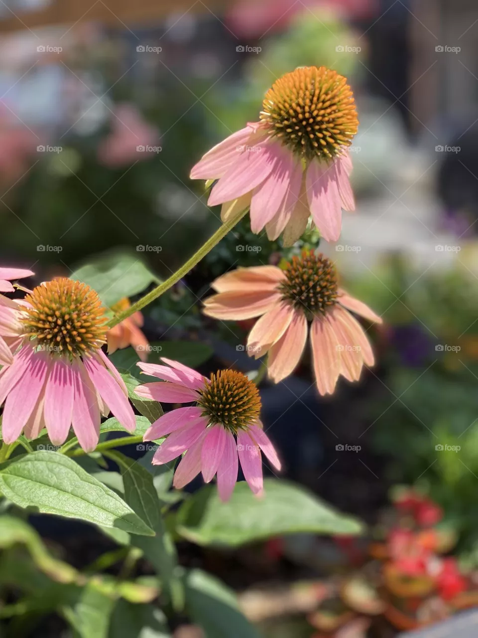 Pink cone flowers 