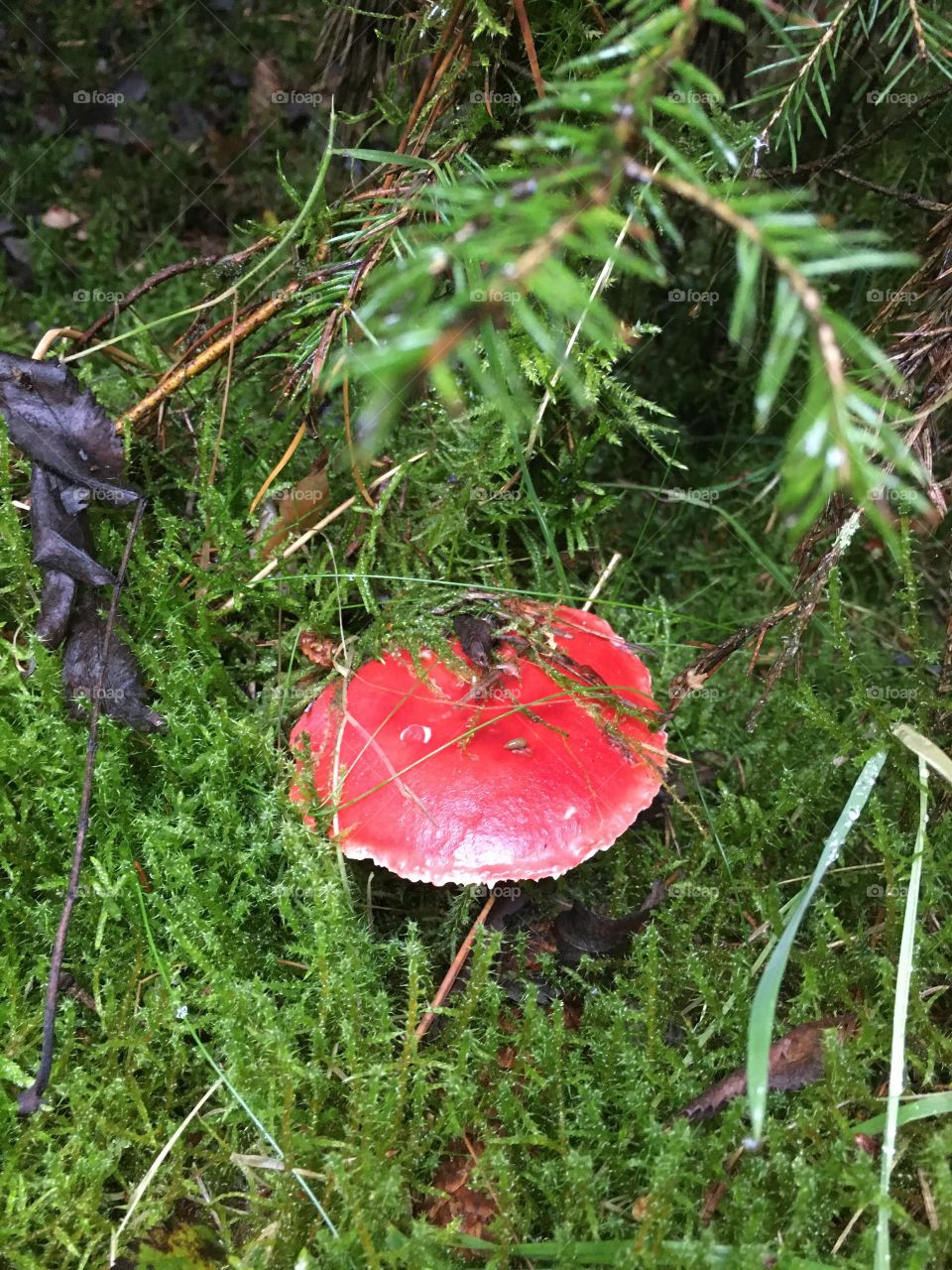 Boletus