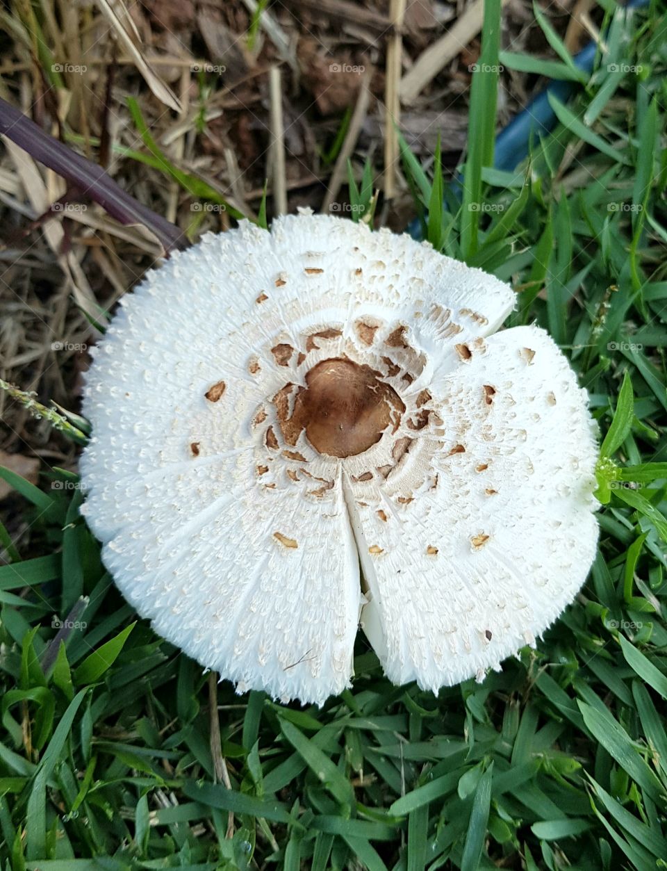 Mushroom - Cogumelo - Brazil