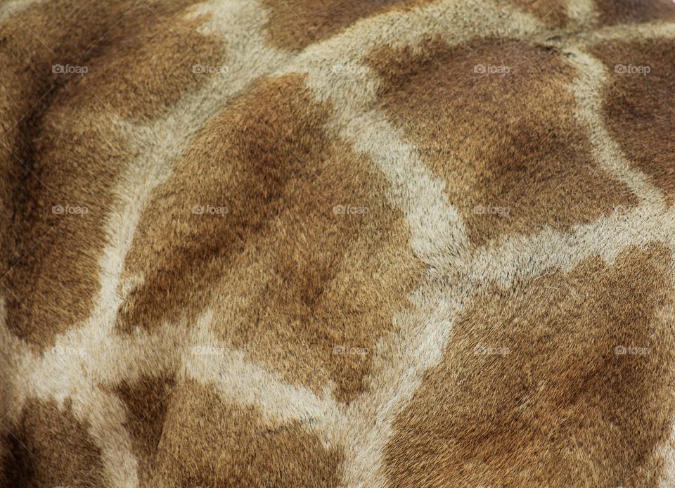 Giraffe at Kruger park South Africa 