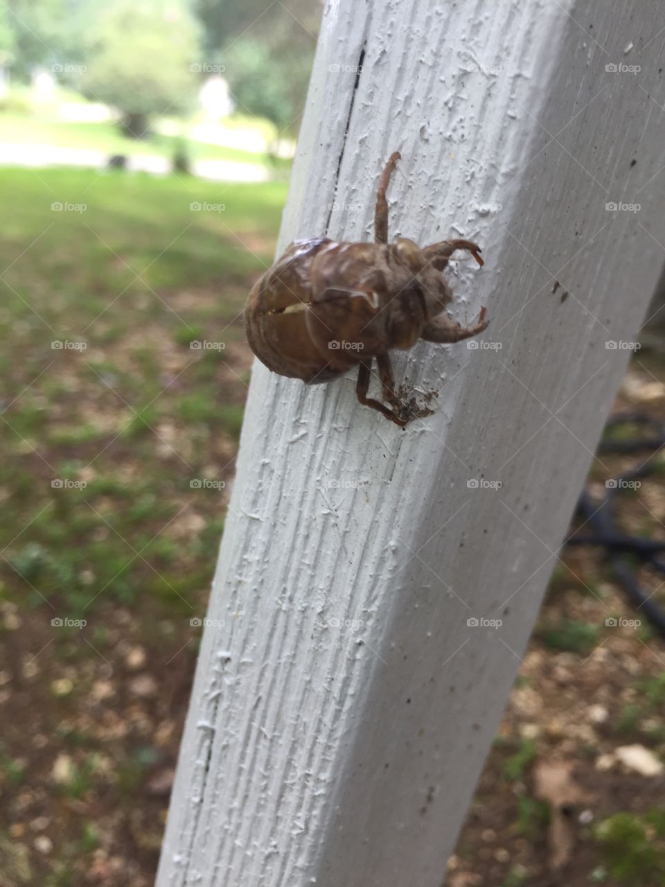 Big bug