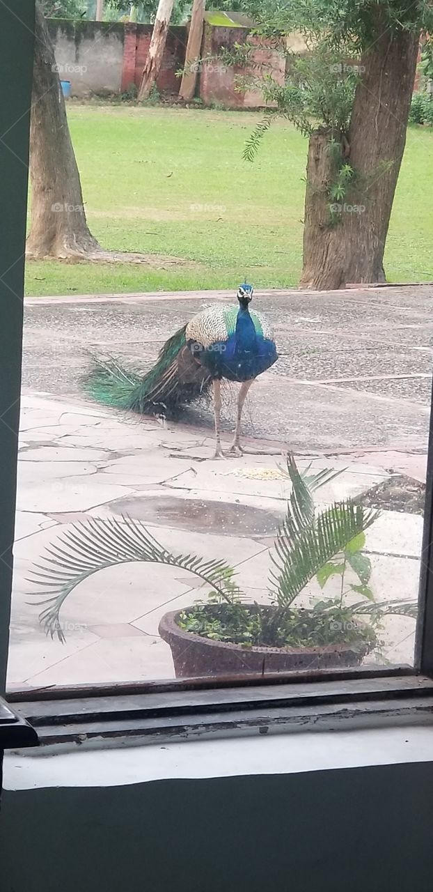 Peacock