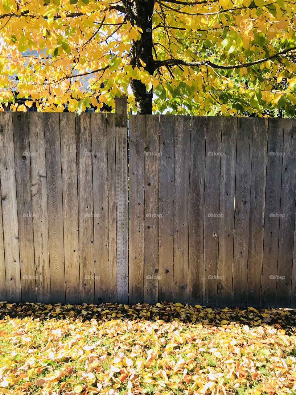 Leaves above and below fence