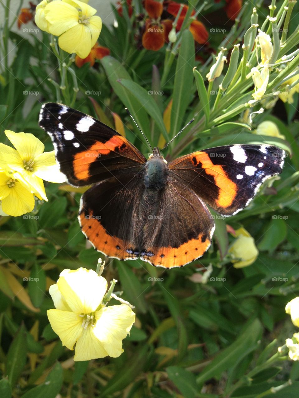 Butterfly coming. First Butterfly coming in spring 