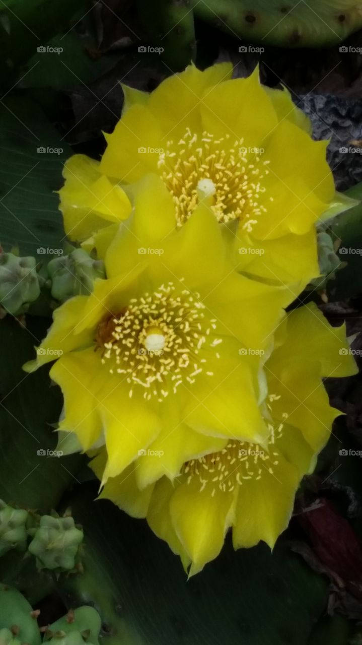 Cactus blossom 