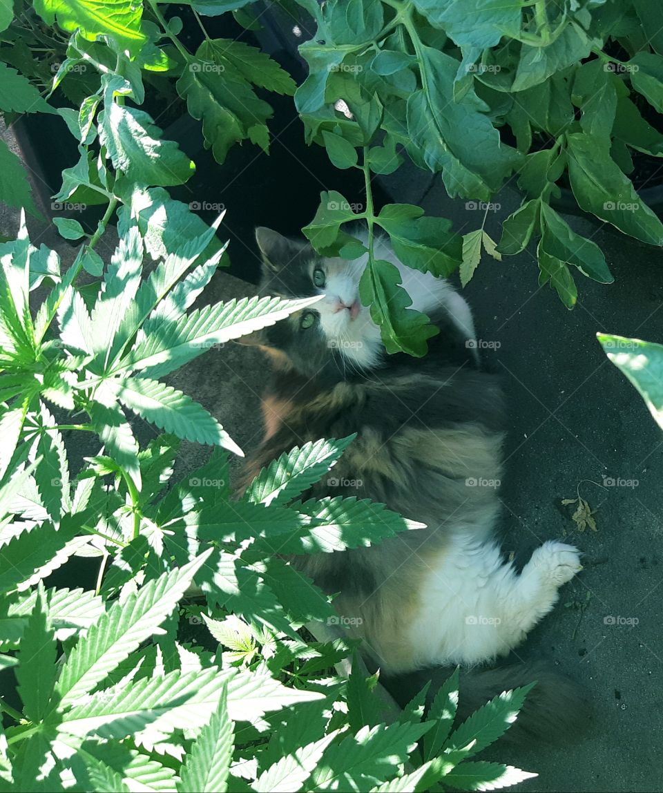 Marijuana and cat