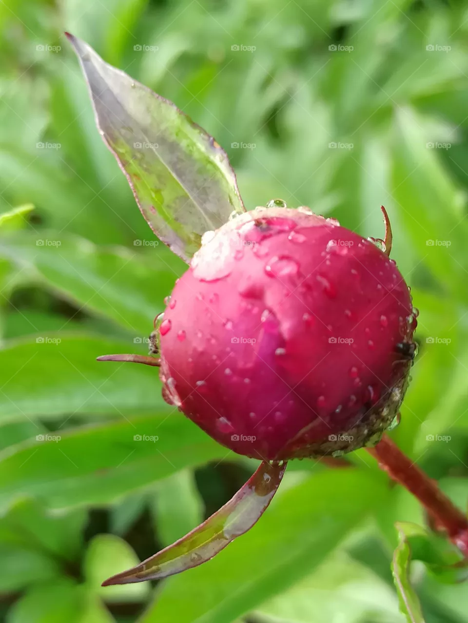 peony bud, flowers, plants, nature, summer