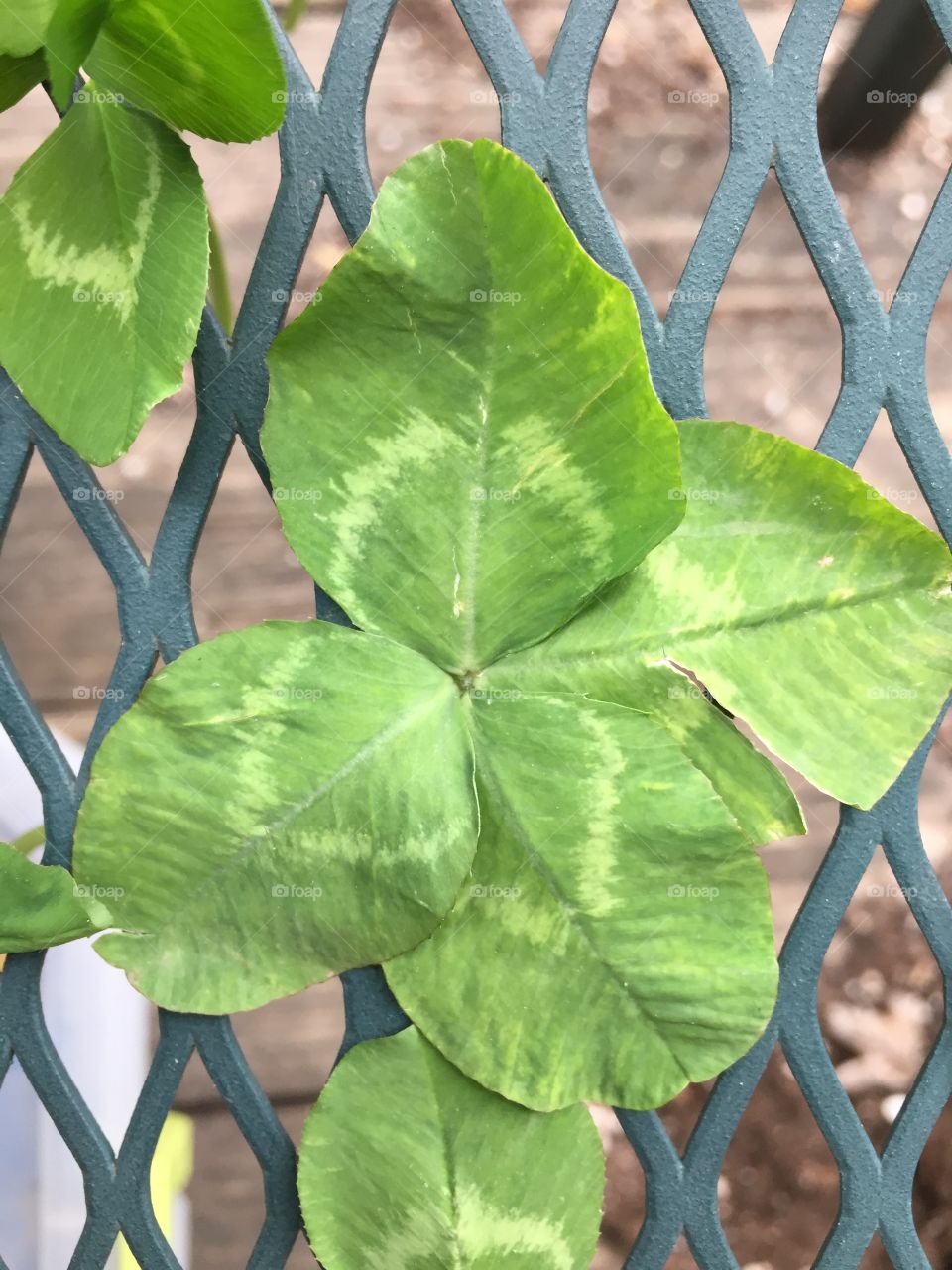 Simple 4 leaf clover