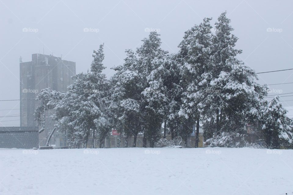 Landscape of a winter idyll in the city.  Public park covered with snow