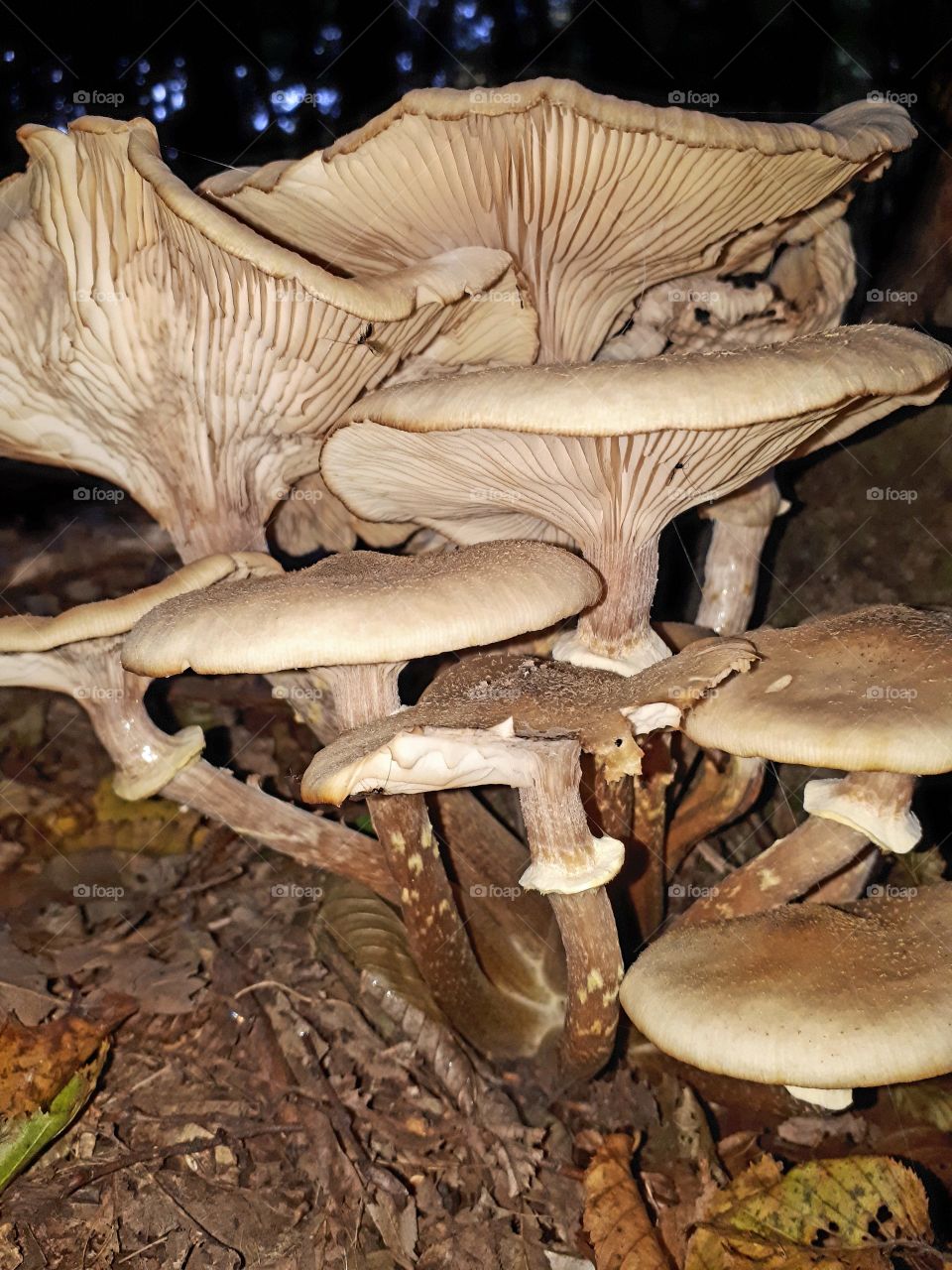 group of fungus