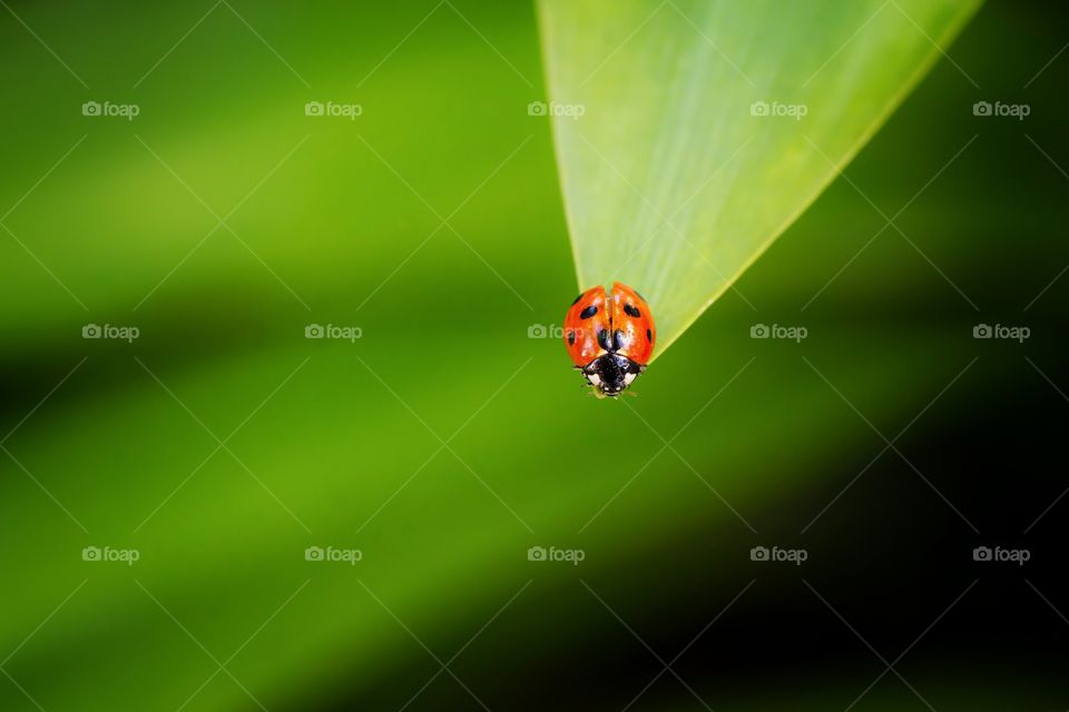 red ladybug on green leafs