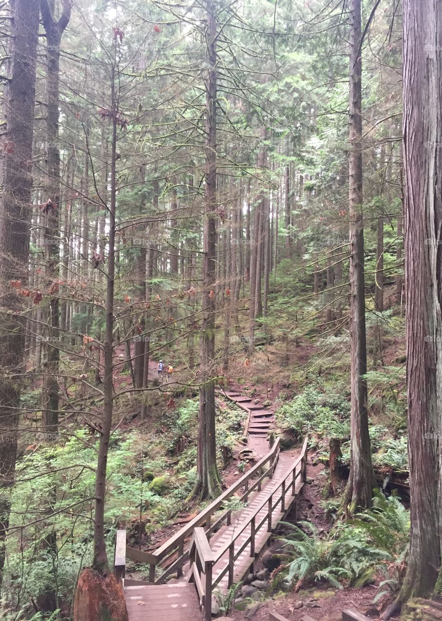 Wood, Tree, Nature, No Person, Landscape