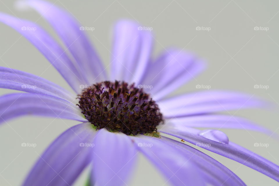 Purple Petals And Raindrops. A close up image of a purple flower with a single raindrop resting on one petal.